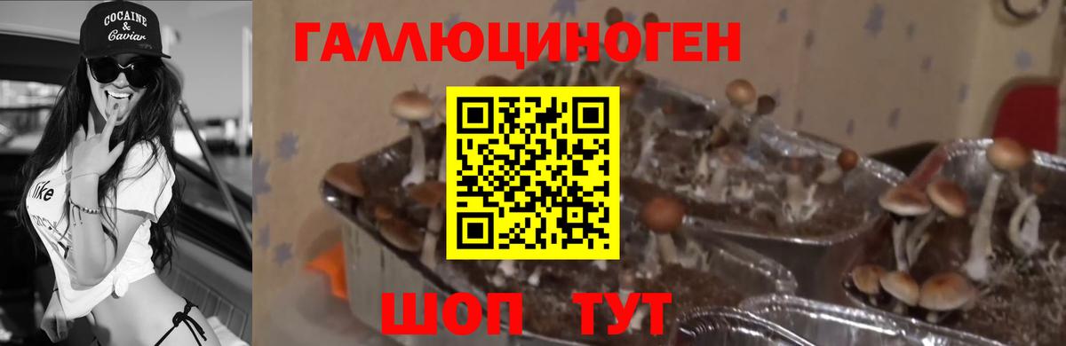 Тобольск  Псилоцибиновые грибы мицелий  Вход с VPN  сколько стоит  Псилоцибиновые грибы мухоморы 